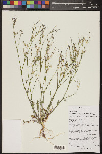 Gilia ophthalmoides image