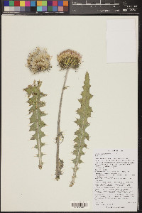 Cirsium neomexicanum image