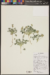 Lupinus brevicaulis image