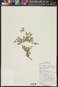 Euphorbia albomarginata image