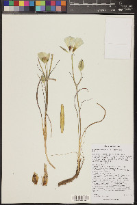 Calochortus ambiguus image