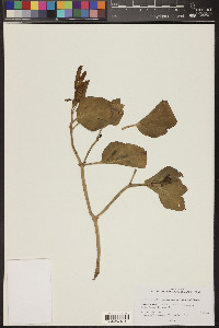 Mirabilis multiflora image