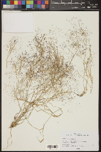 Muhlenbergia porteri image