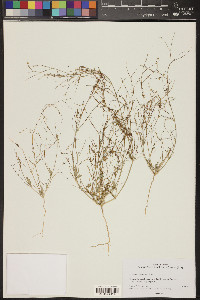 Boerhavia wrightii image