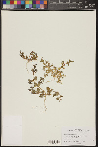 Trianthema portulacastrum image