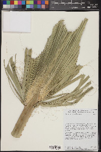 Washingtonia robusta image