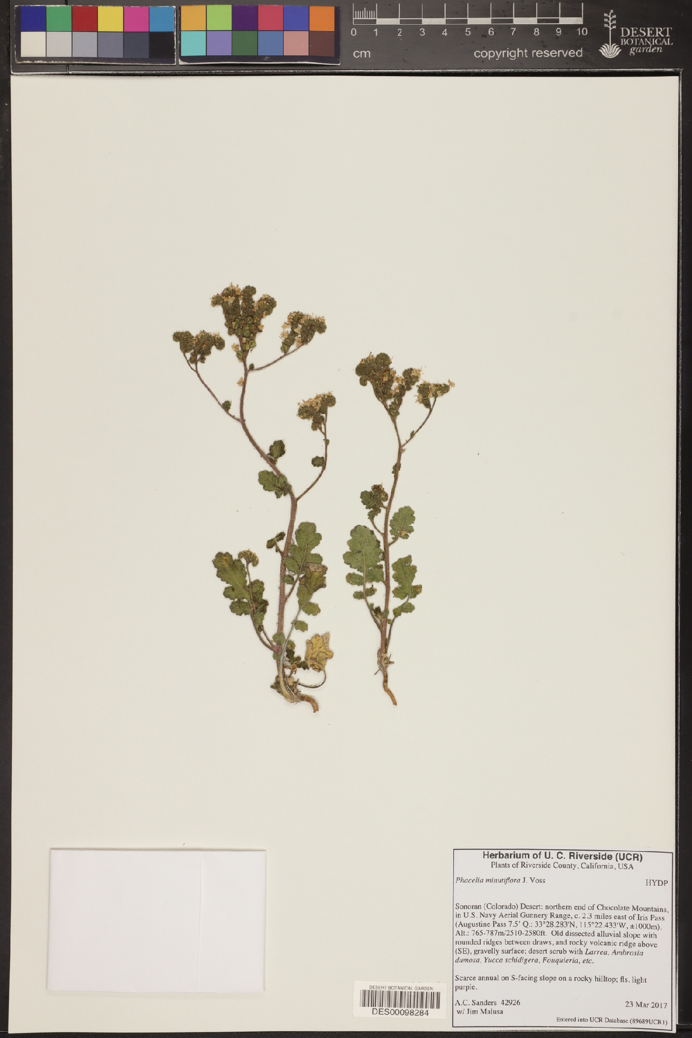 Phacelia crenulata var. minutiflora image