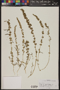 Amaranthus fimbriatus image