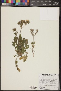 Phacelia crenulata image