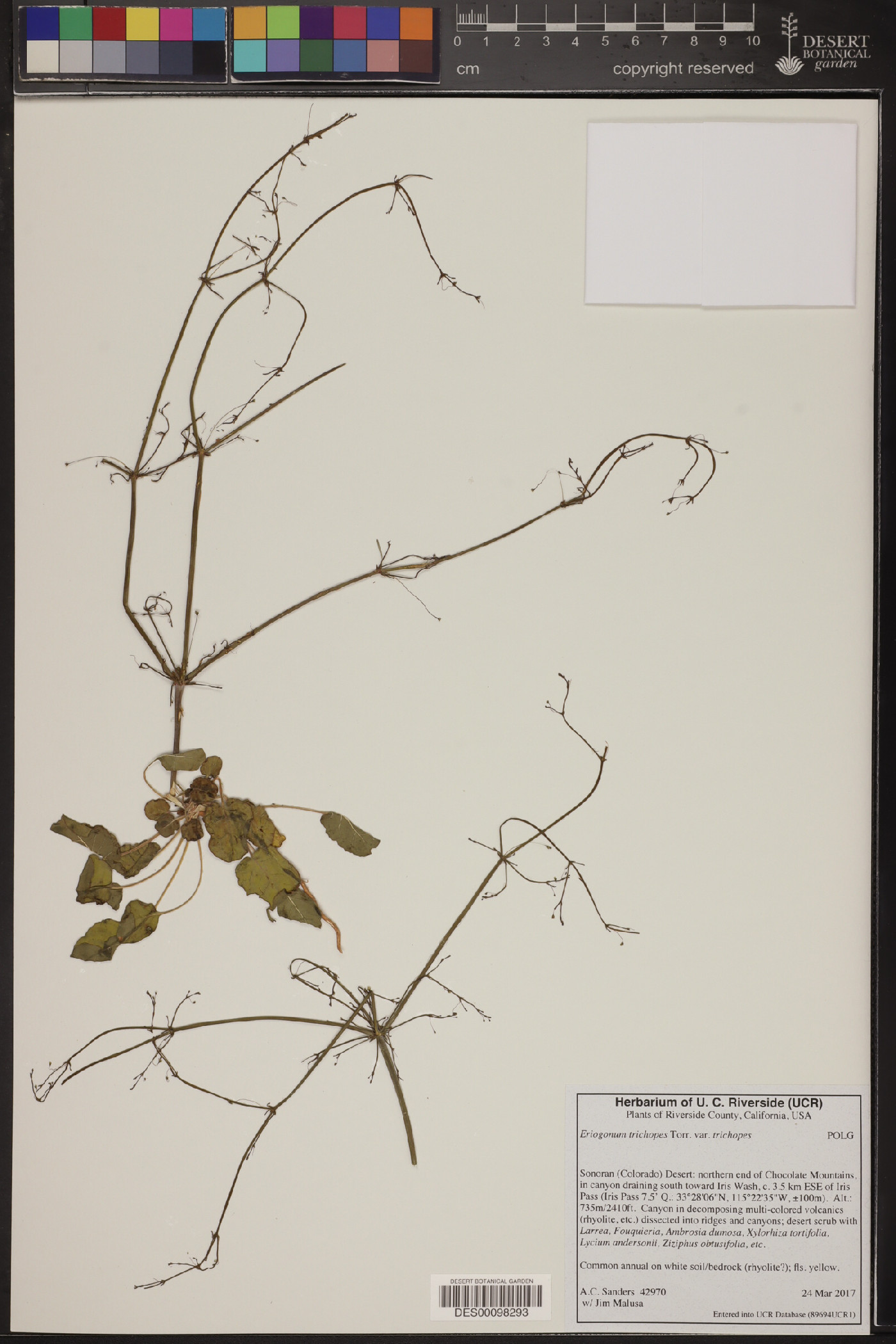 Eriogonum trichopes var. trichopes image