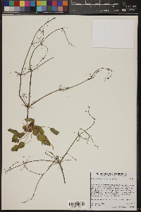 Eriogonum trichopes image