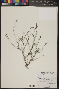 Porophyllum gracile image