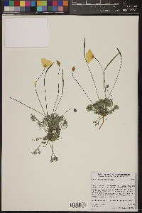 Eschscholzia glyptosperma image