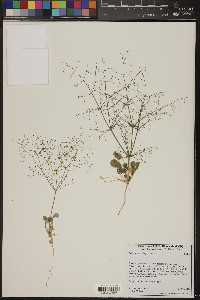 Eriogonum trichopes image