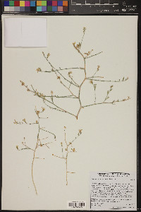 Stephanomeria pauciflora image