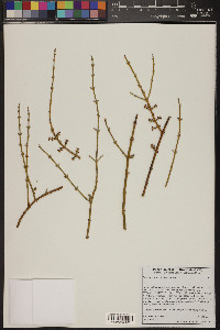 Phoradendron californicum image