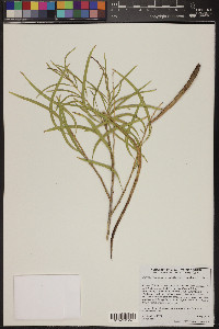 Chilopsis linearis subsp. arcuata image