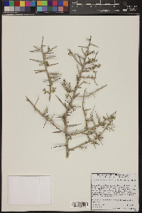 Sarcomphalus obtusifolius image