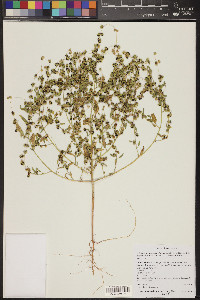 Ericameria nauseosa var. juncea image