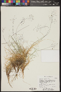 Muhlenbergia pungens image