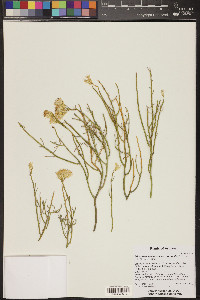 Ericameria nauseosa var. oreophila image