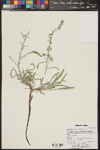 Oreocarya suffruticosa image