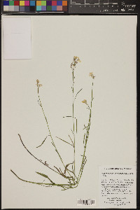 Artemisia campestris image