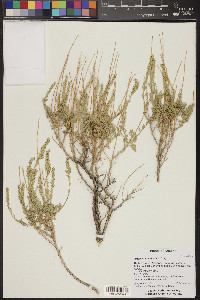 Artemisia bigelovii image