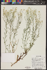 Lepidium montanum image