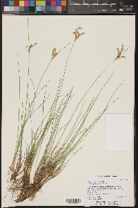 Juncus interior image