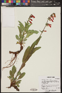 Penstemon eatonii subsp. undosus image