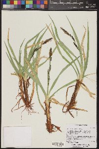 Carex nebrascensis image