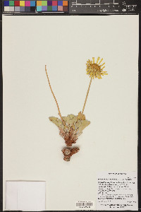 Enceliopsis nudicaulis image