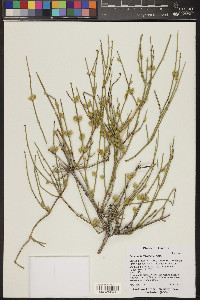 Ephedra torreyana image