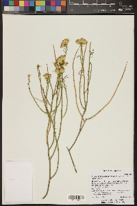 Ericameria nauseosa var. juncea image