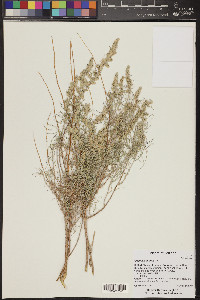 Artemisia filifolia image