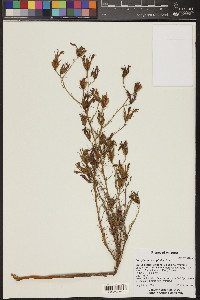 Cordylanthus wrightii image