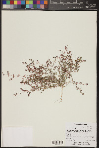 Euphorbia glyptosperma image