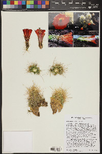 Echinocereus coccineus image