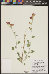 Sphaeralcea grossulariifolia image