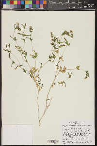 Mentzelia albicaulis image