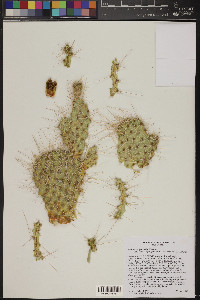 Opuntia polyacantha var. erinacea image