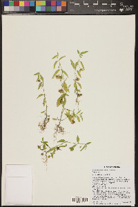 Solanum adscendens image