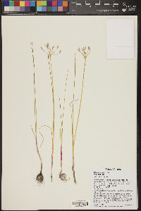 Allium kunthii image