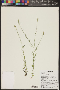 Polygala alba image