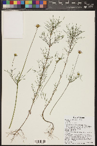 Cosmos parviflorus image