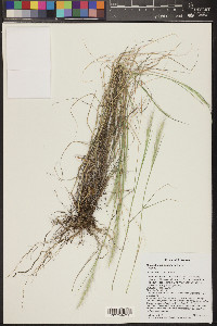 Muhlenbergia pauciflora image