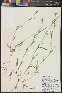 Hackelochloa granularis image