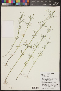 Heterosperma pinnatum image