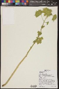 Cnidoscolus angustidens image